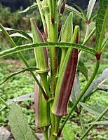 டபுள் கலர் வெண்டை | double color Ladiesfinger