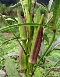 டபுள் கலர் வெண்டை | double color Ladiesfinger