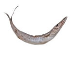 Barracuda Fish