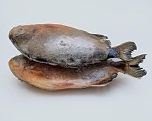 Owere(Red Pacu Fish)