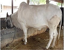 Whole Cow