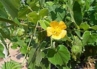 துத்தி பூ | Thuththi Poo