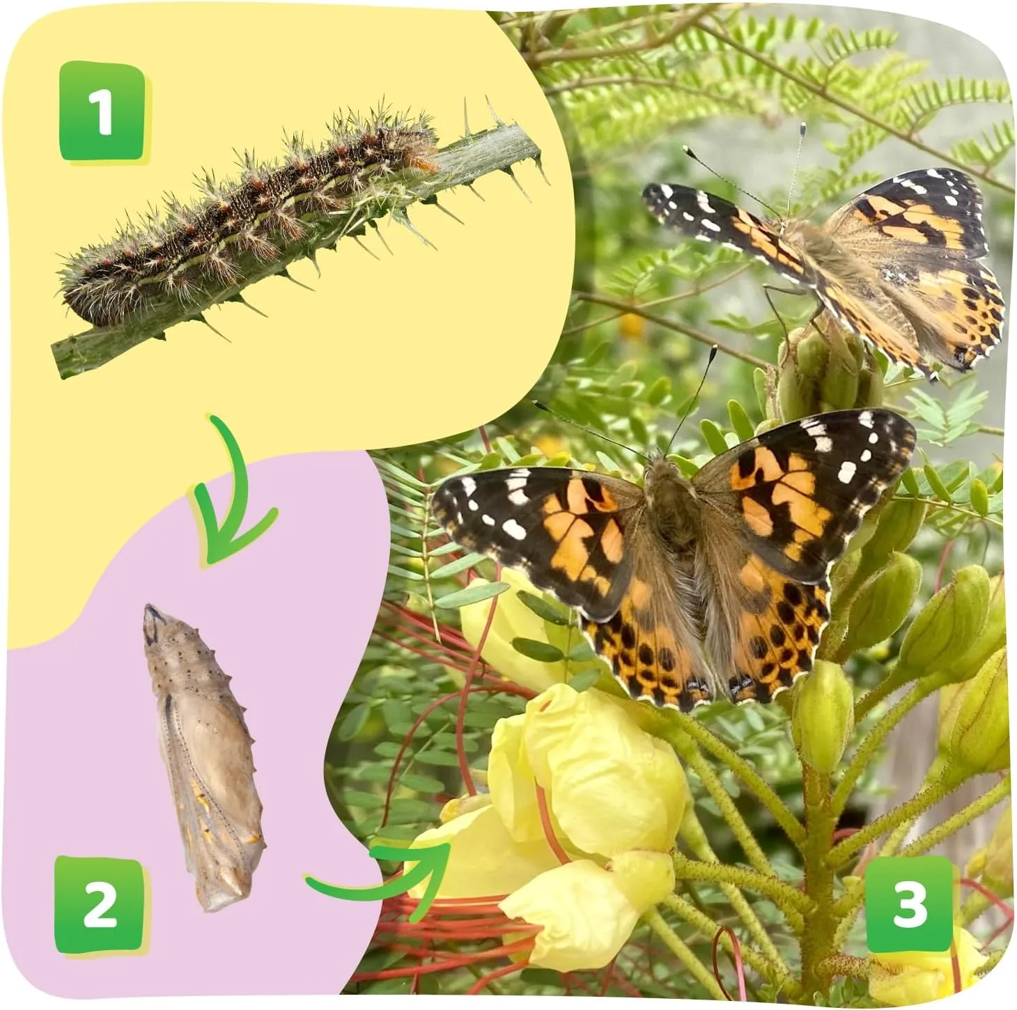 Insect Lore Raise and Release Butterfly Garden Kit – Caterpillar Habitat with redeemable Voucher