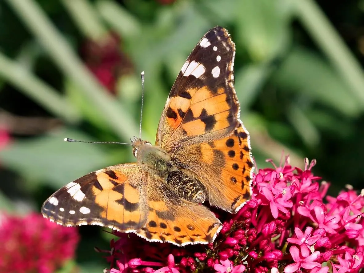 Insect Lore Raise and Release Butterfly Garden Kit – Caterpillar Habitat with redeemable Voucher