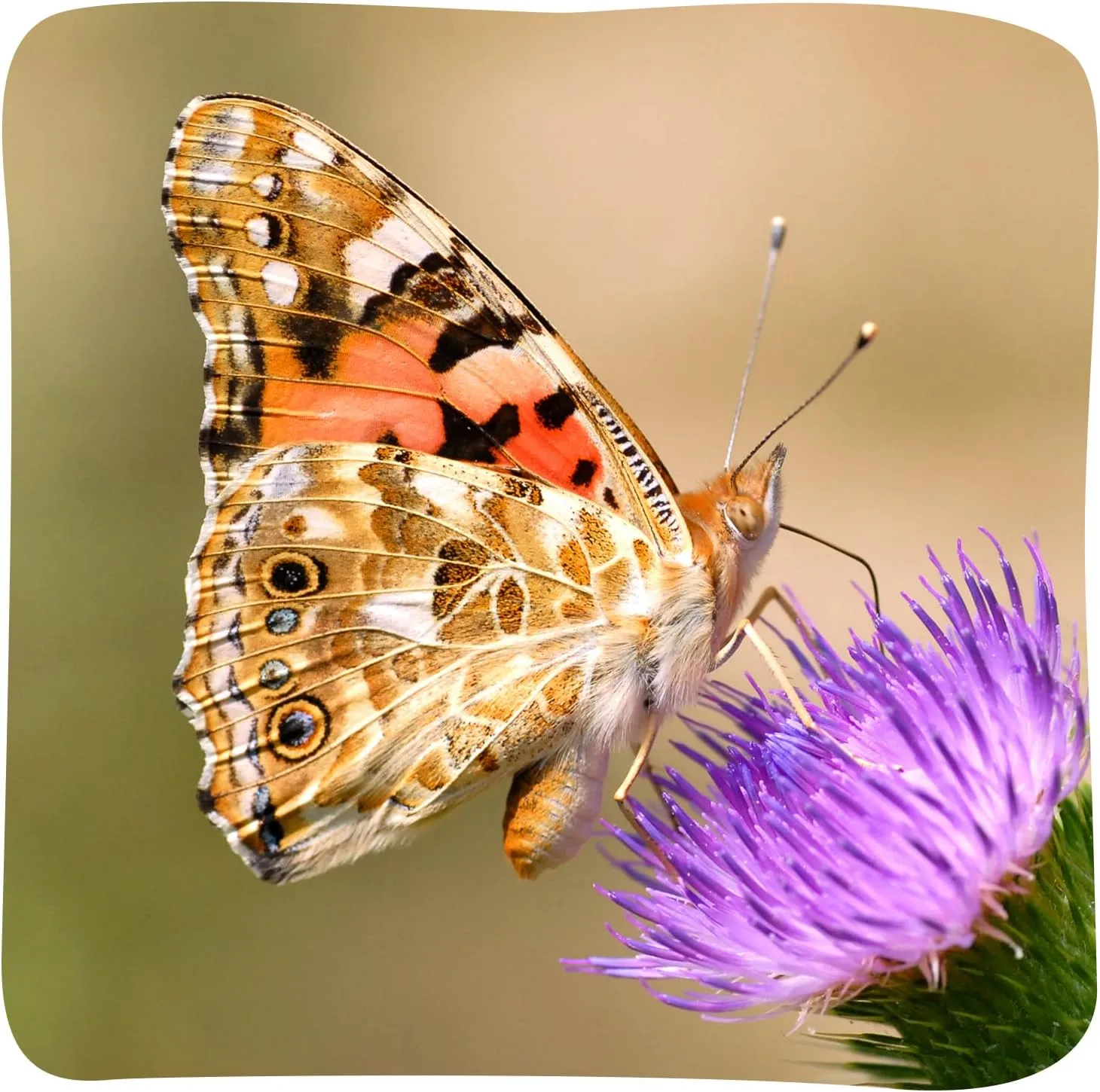 Insect Lore Raise and Release Butterfly Garden Kit – Caterpillar Habitat with redeemable Voucher
