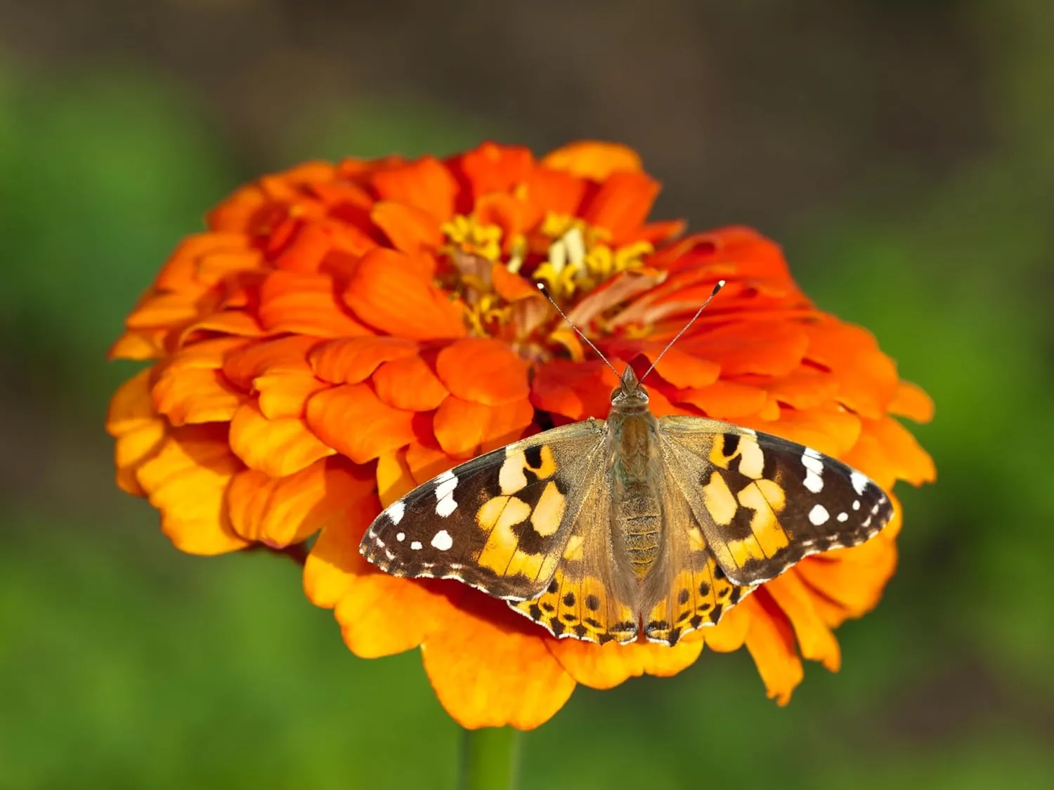 Insect Lore Raise and Release Butterfly Garden Kit – Caterpillar Habitat with redeemable Voucher