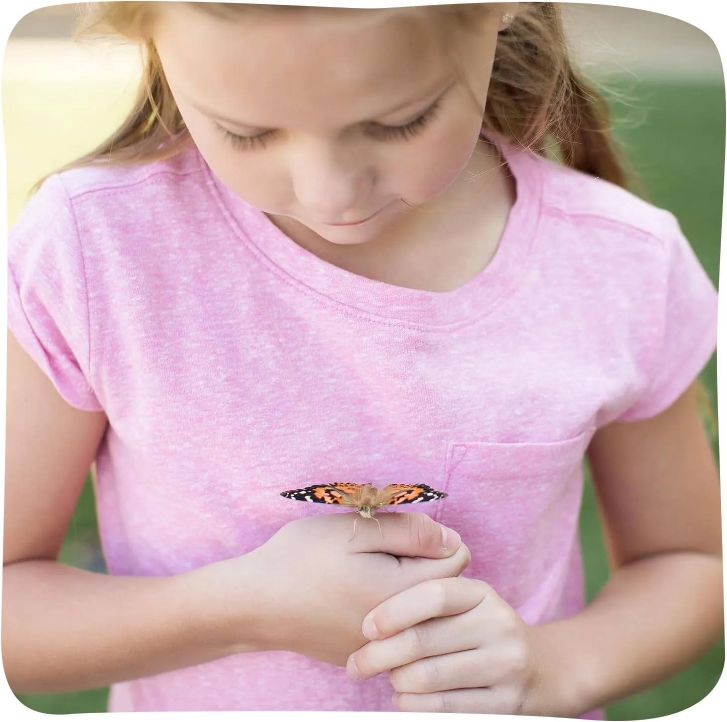 Insect Lore Raise and Release Butterfly Garden Kit – Caterpillar Habitat with redeemable Voucher