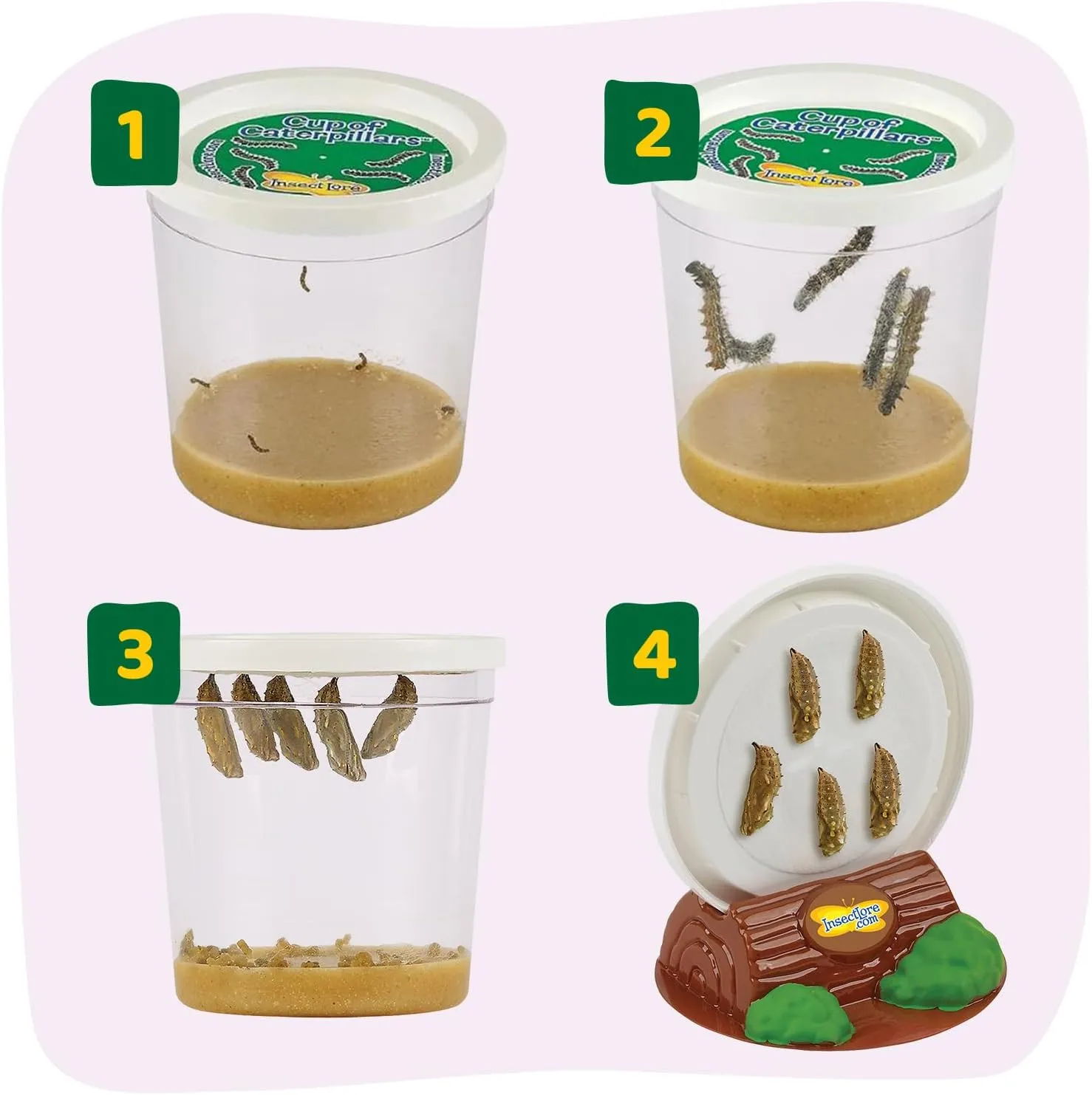 Insect Lore Raise and Release Butterfly Garden Kit – Caterpillar Habitat with redeemable Voucher