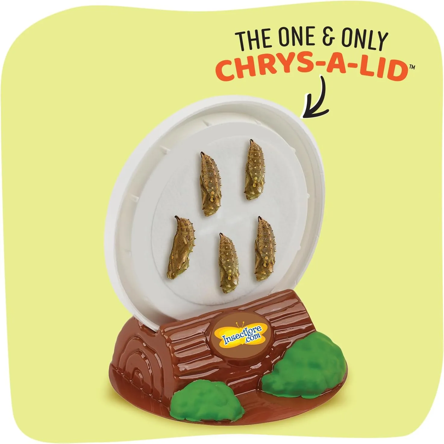 Insect Lore Raise and Release Butterfly Garden Kit – Caterpillar Habitat with redeemable Voucher