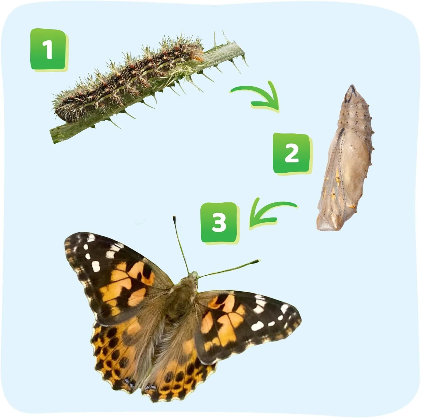 Insect Lore Raise and Release Butterfly Garden Kit – Caterpillar Habitat with redeemable Voucher