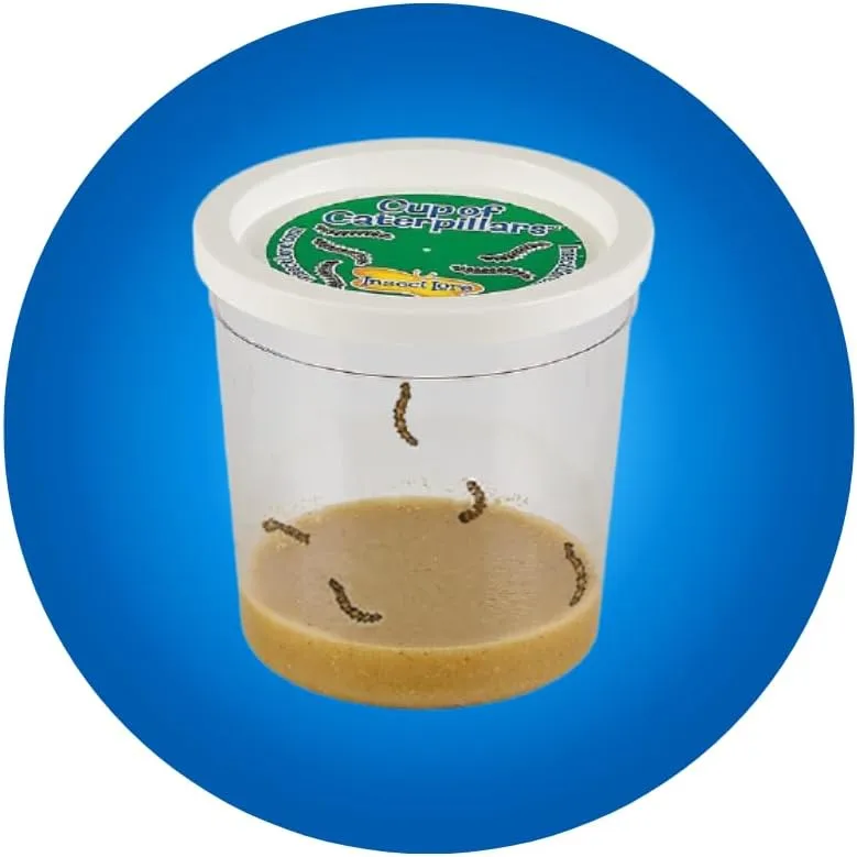 Insect Lore Raise and Release Butterfly Garden Kit – Caterpillar Habitat with redeemable Voucher