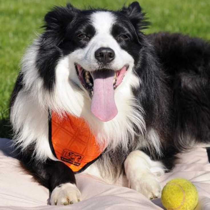 IZI BANDANA HYDROGEL SIZE S RED IZI BANDANA HYDROGEL SIZE S RED