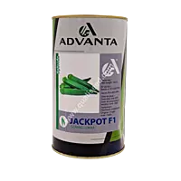 OKRA JACKPOT F1