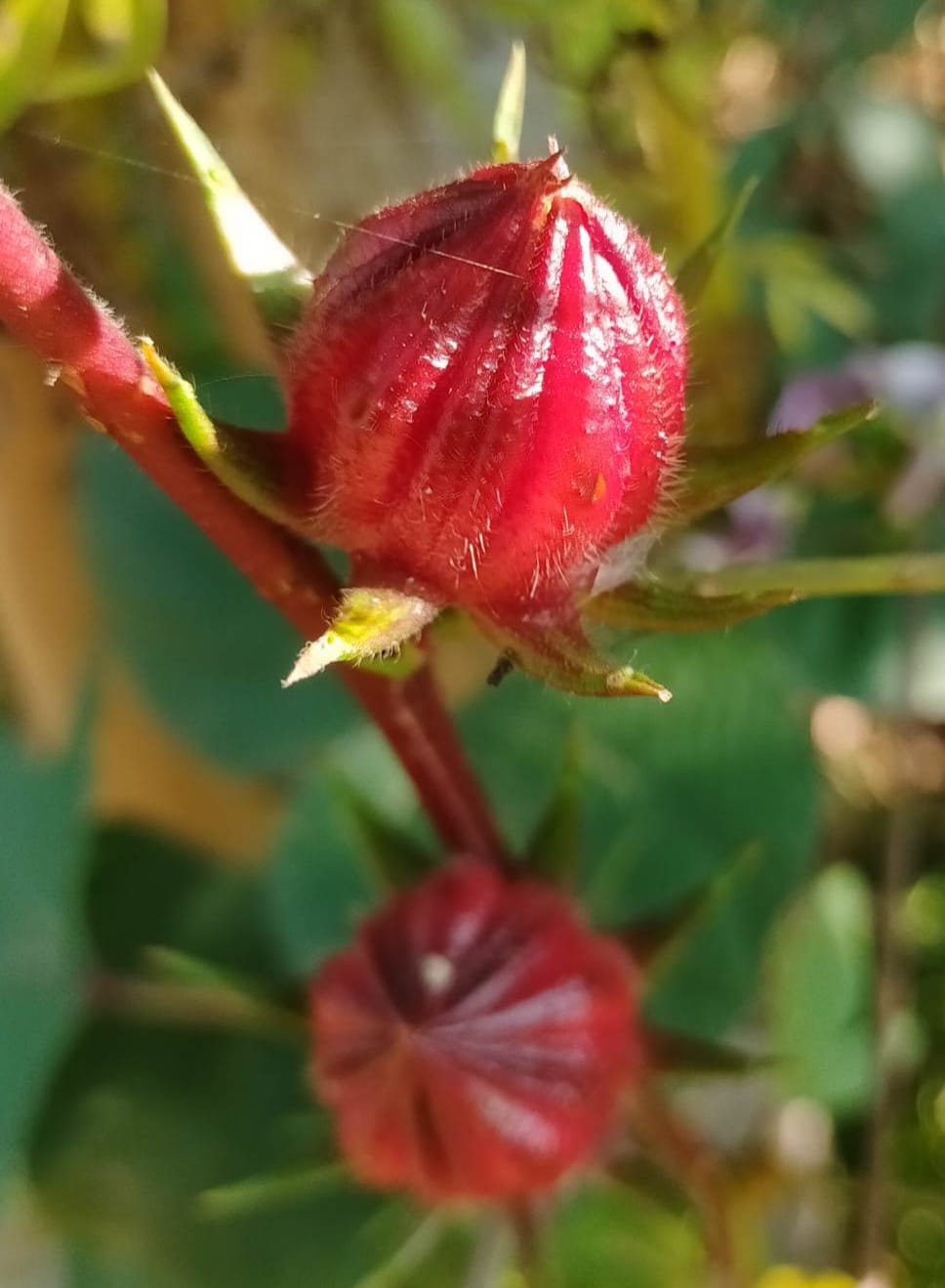 Wild Gongura For Jam | சிகப்பு மர புளிச்சக்கீரை [ ஜாம்]
