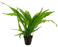 Java Fern — Potted