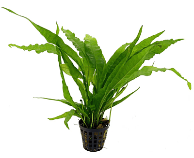 Java Fern — Potted