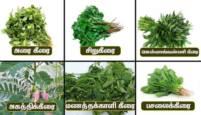 Greens Combo | கீரைகள் தொகுப்பு
