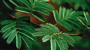 Prambai | Indian Mesquite tree (பரம்பை )