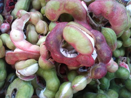 Kodukka puli | Madras Thorn (கொடுக்காப்புளி )