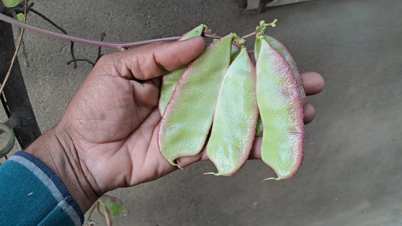 Elephant Horn Bush (கொடி யானைக்காது அவரை)