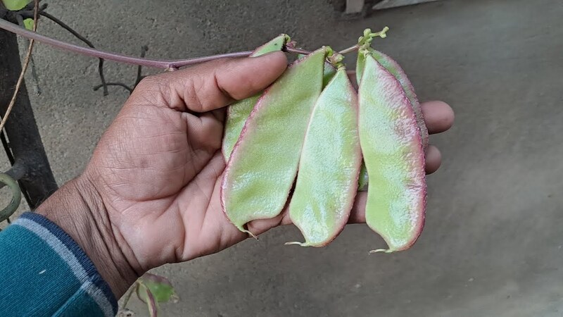 Elephant Horn Bush (கொடி யானைக்காது அவரை)