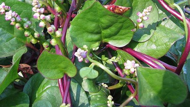 PASALAI KEERAI ( BASELLA ALBA ) (பசலை கீரை)