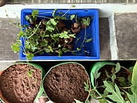 KOVAKKAI CUTTINGS | கோவக்காய் குச்சி