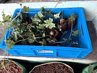 KOVAKKAI CUTTINGS | கோவக்காய் குச்சி