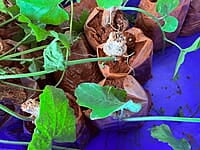 KOVAKKAI CUTTINGS | கோவக்காய் குச்சி