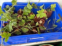 KOVAKKAI CUTTINGS | கோவக்காய் குச்சி