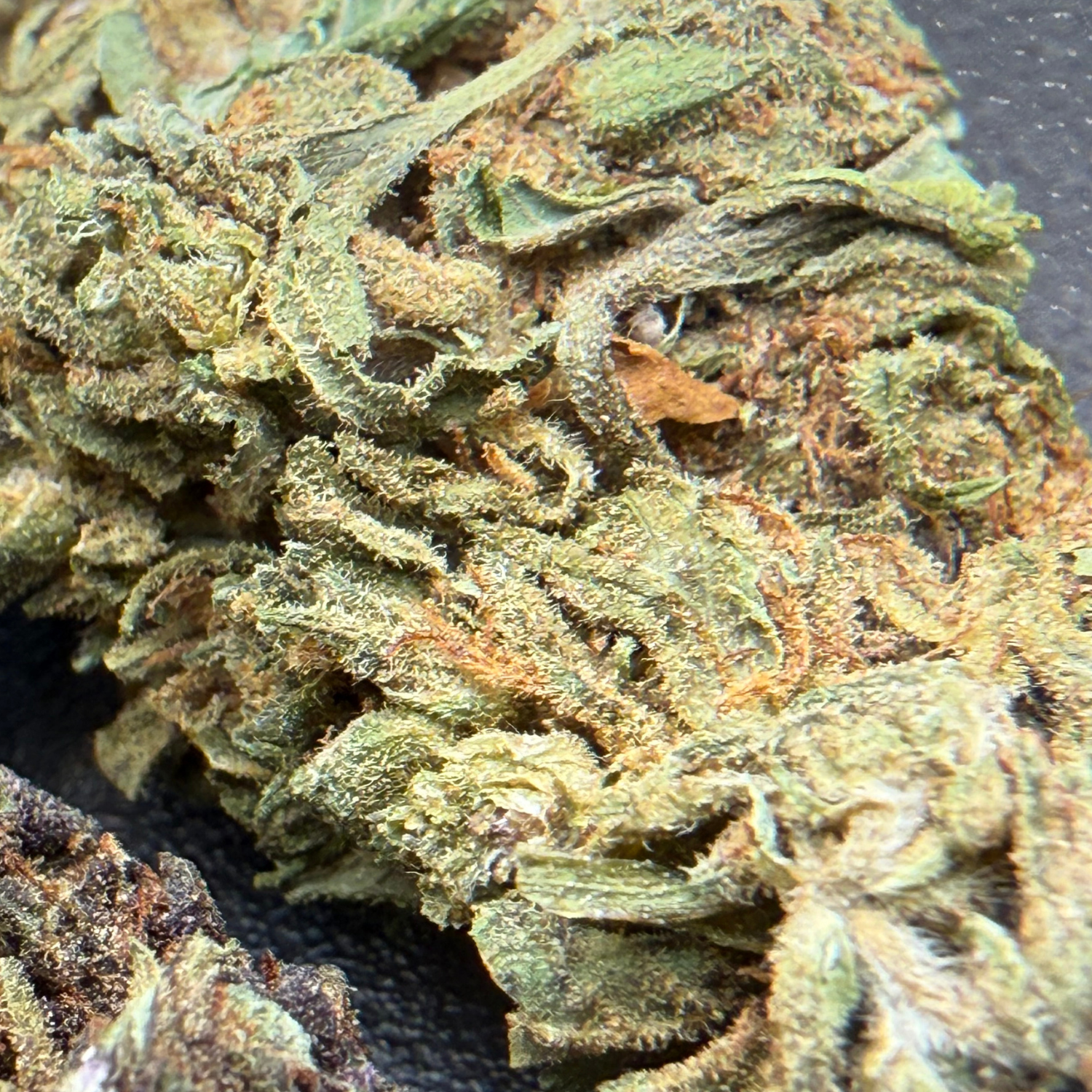 Kosher Kush Greenhouse Estándar