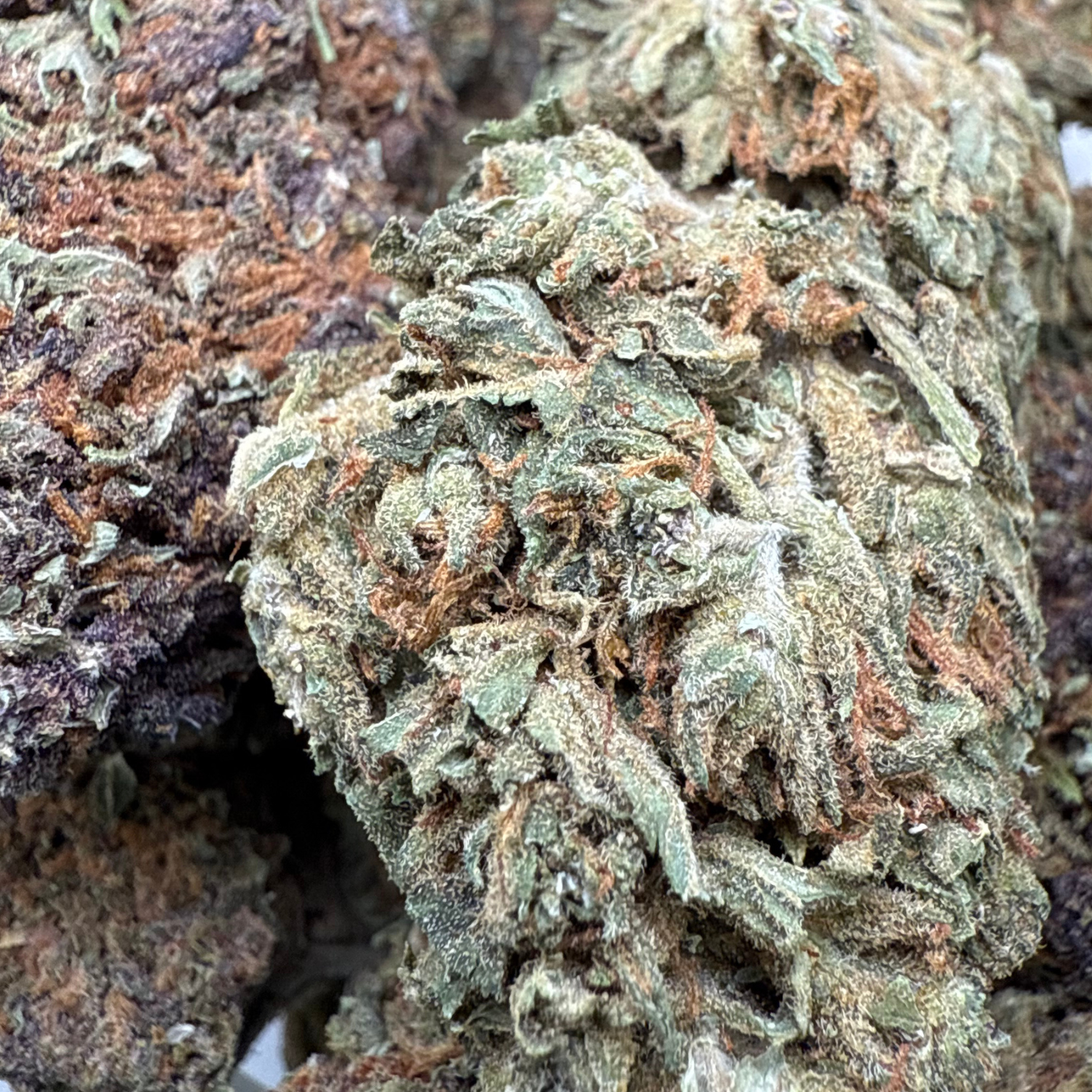 Kosher Kush Greenhouse Estándar
