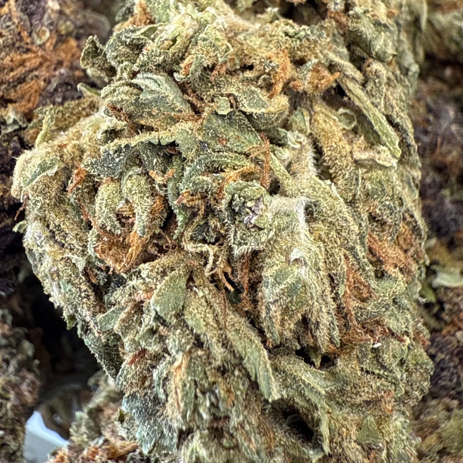 Kosher Kush Greenhouse Estándar