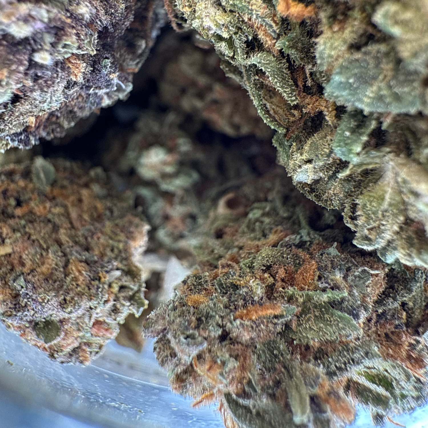 Kosher Kush Greenhouse Estándar