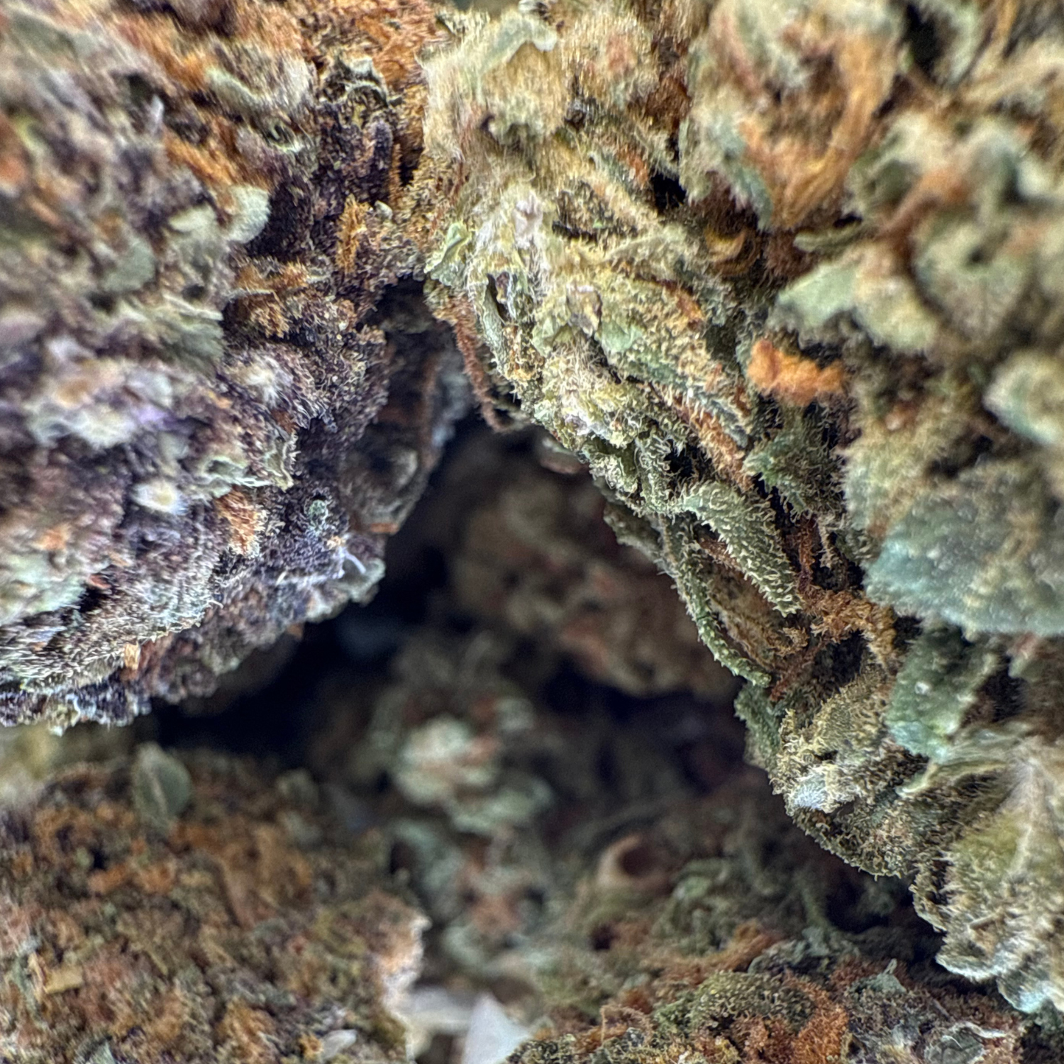 Kosher Kush Greenhouse Estándar