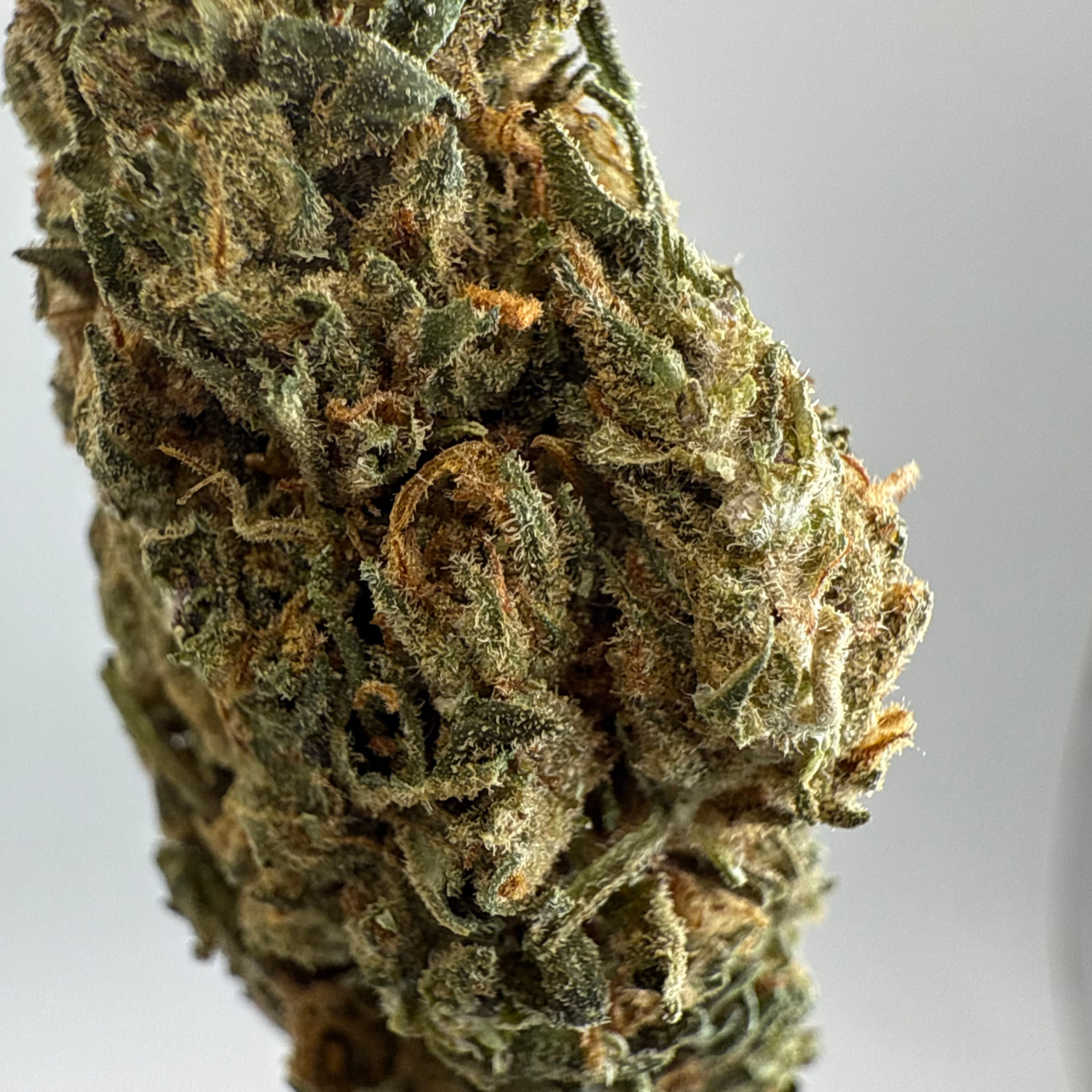 Kosher Kush Greenhouse Estándar