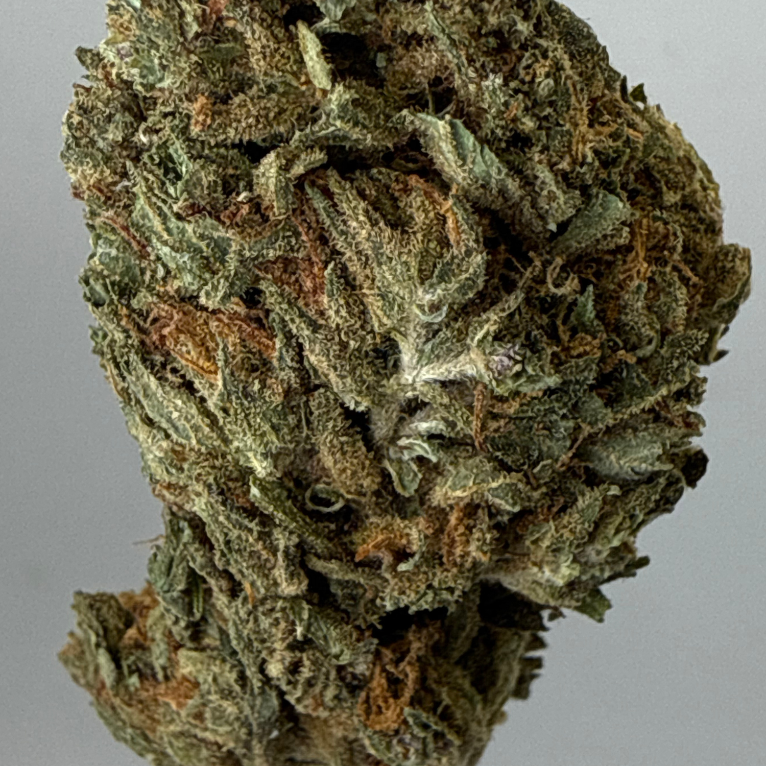 Kosher Kush Greenhouse Estándar