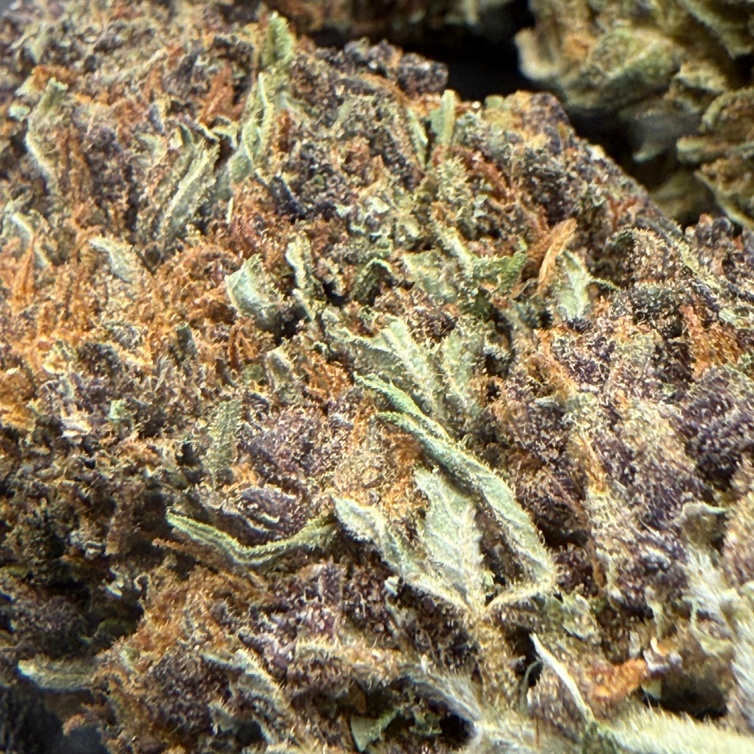 Kosher Kush Greenhouse Estándar