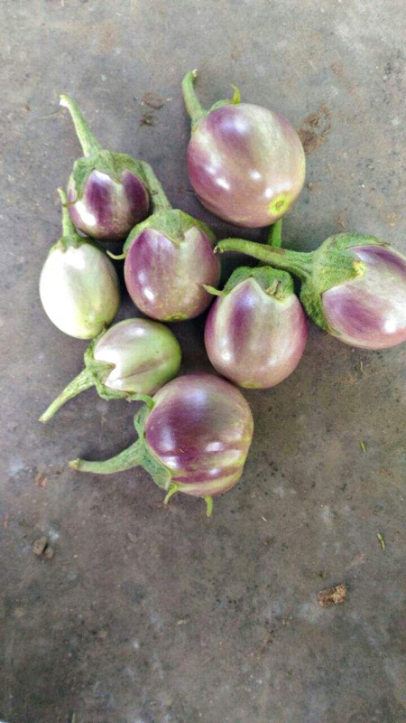 SHORT BHAVANI BRINJAL (குண்டு பவானி கத்தரி)