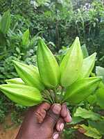 Kasthuri Okra | கஸ்துரி வெண்டை