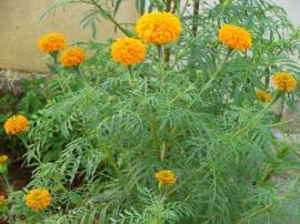 MARIGOLD FLOWER SEED | செண்டுமல்லி பூ