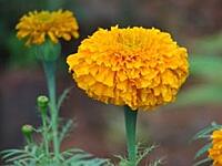 MARIGOLD FLOWER SEED | செண்டுமல்லி பூ