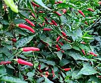 Kanthari Milagai | காந்தாரி மிளகாய்