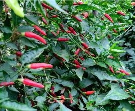 Kanthari Milagai | காந்தாரி மிளகாய்