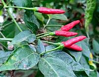 Kanthari Milagai | காந்தாரி மிளகாய்