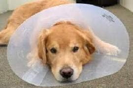 Elizabethan Collar / Pet Cone Size 15