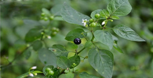 MANATHAKKALI BLACK NIGHT SHADE (மணத்தக்காளி கீரை)