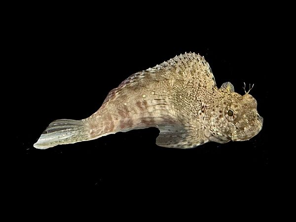 Lawnmower Blenny L