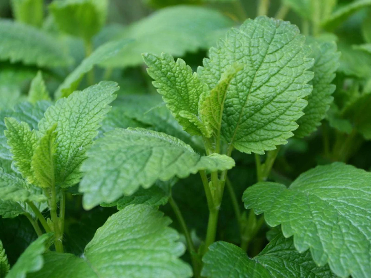 லெமன் balm|lemon balm