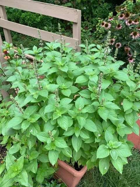 லெமன் basil|lemon basil